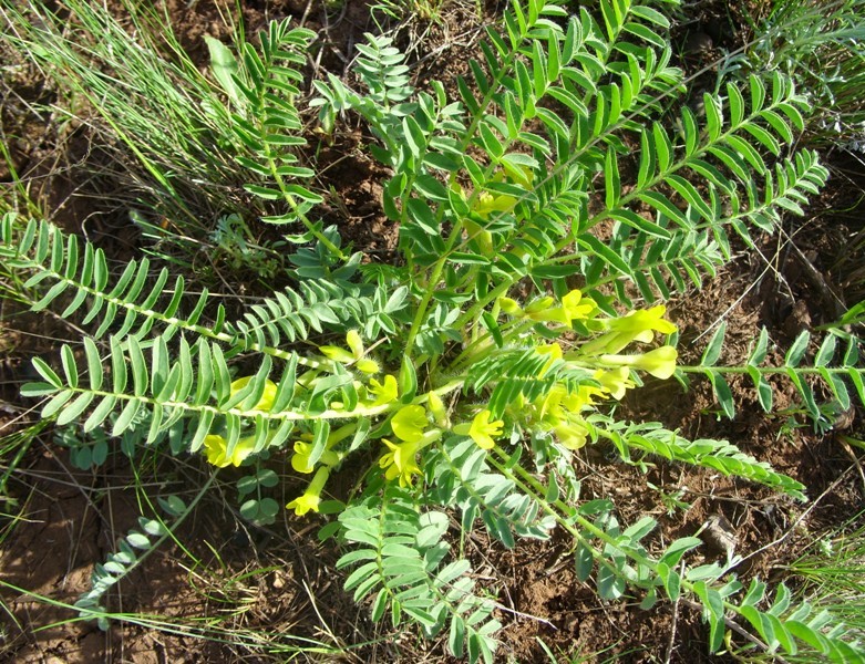 Image of Astragalus wolgensis specimen.