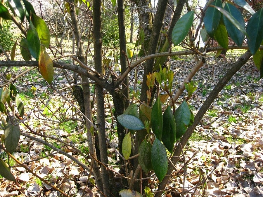 Изображение особи Viburnum odoratissimum var. awabuki.