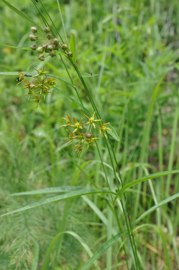 Image of Pycnostelma paniculatum specimen.