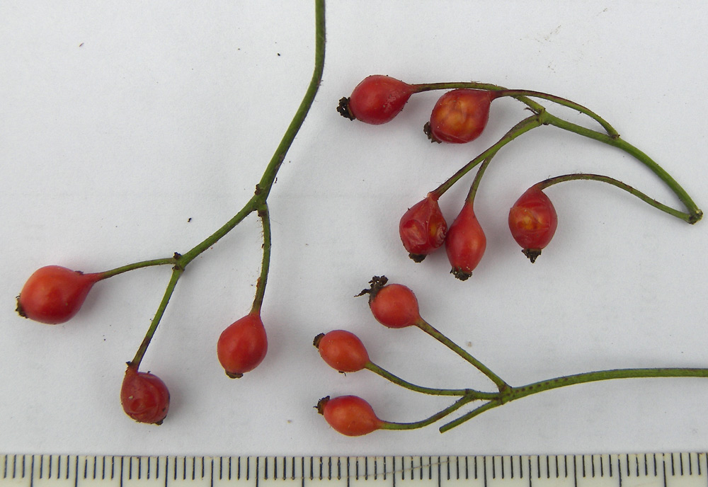 Image of Rosa multiflora specimen.