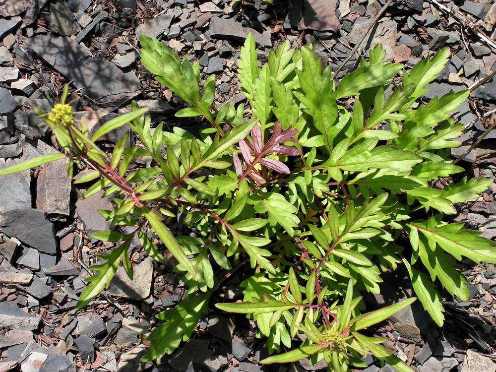 Image of Patrinia rupestris specimen.