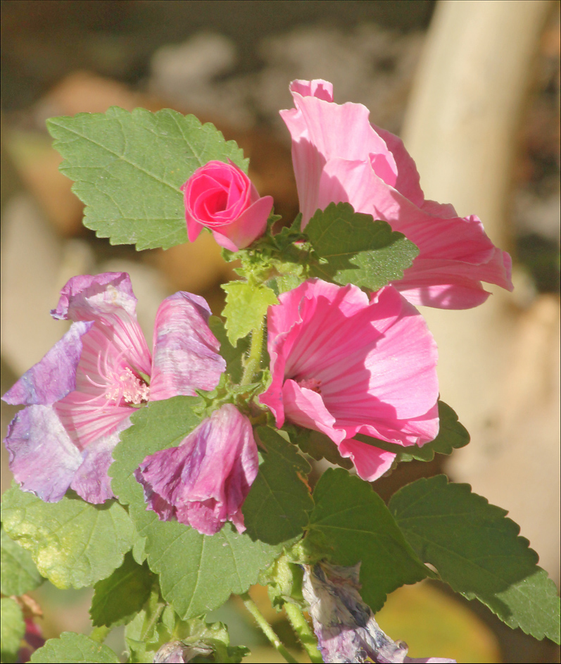 Изображение особи Malva trimestris.