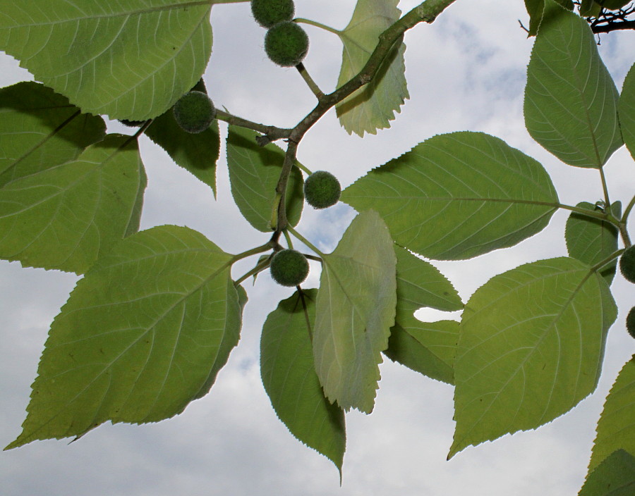 Изображение особи Broussonetia papyrifera.