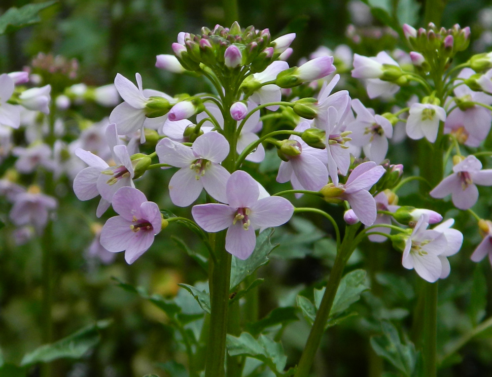 Изображение особи Cardamine seidlitziana.