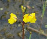 Utricularia vulgaris