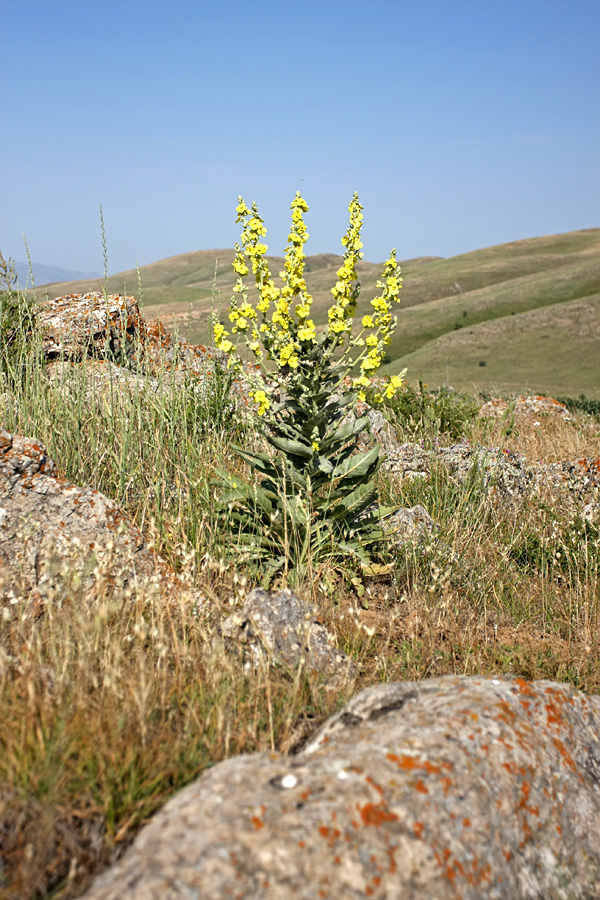 Изображение особи Verbascum songaricum.