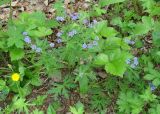 Geranium pseudosibiricum. Цветущие растения. Иркутская обл., окр. Иркутского вдхр, лес. 08.06.2007.