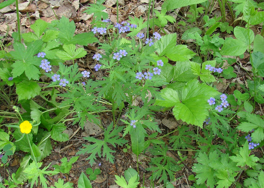 Image of Geranium pseudosibiricum specimen.