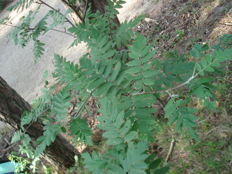 Image of Sorbus meinichii specimen.