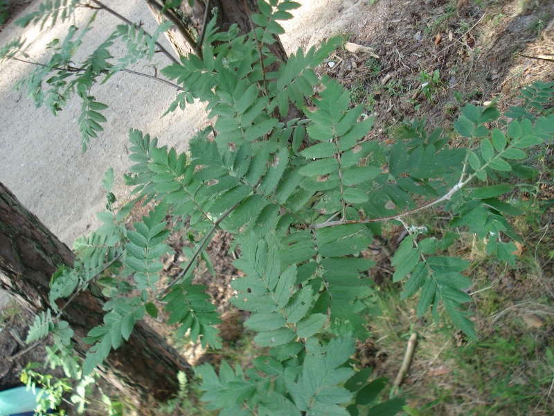 Изображение особи Sorbus meinichii.