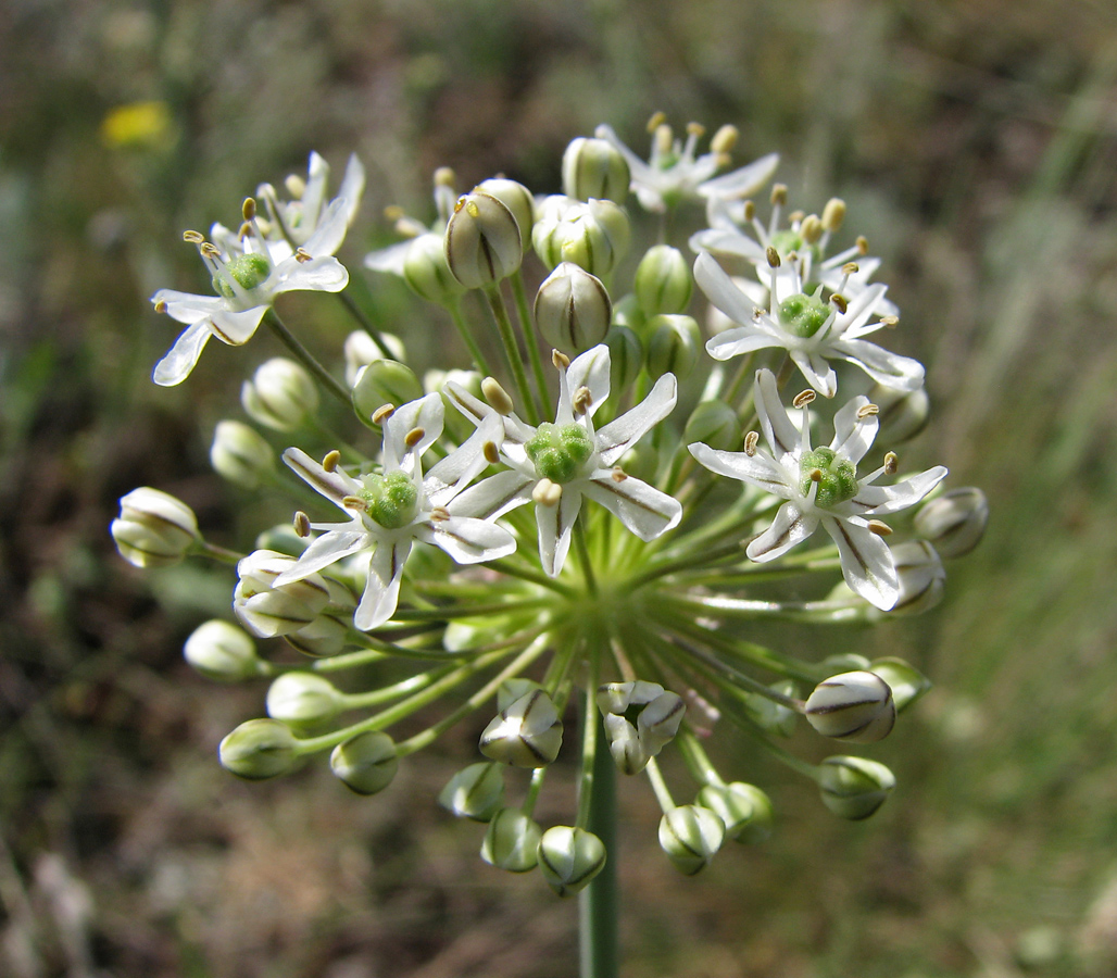 Изображение особи Allium decipiens.