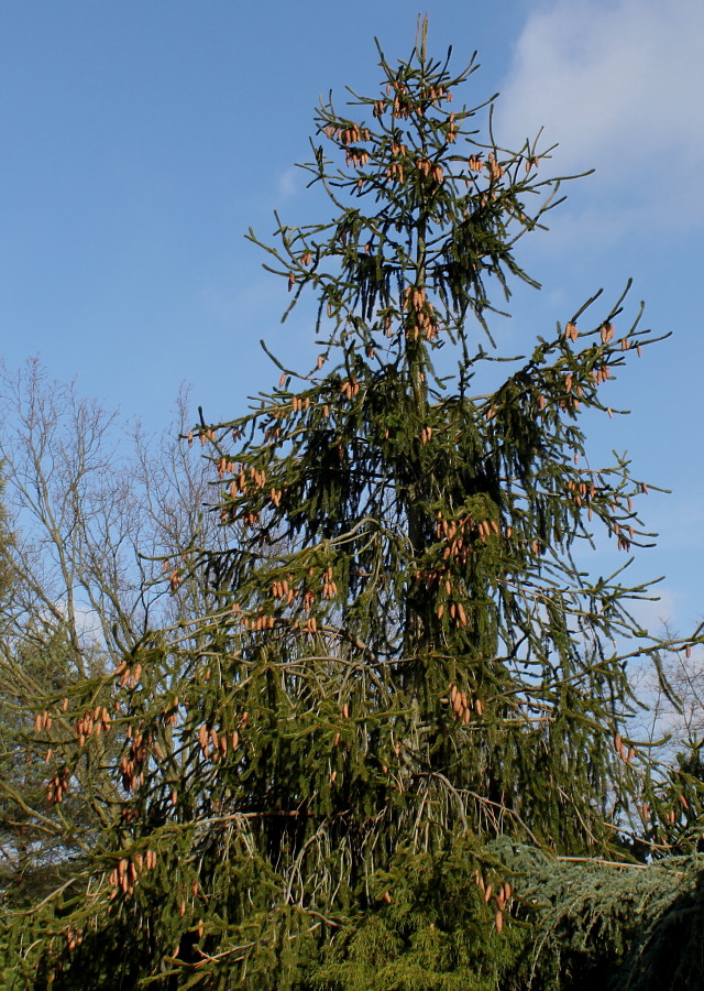 Изображение особи Picea abies.