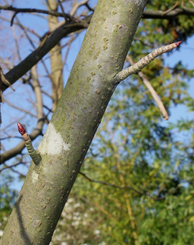 Изображение особи Davidia involucrata var. vilmoriniana.