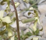 Hesperis laciniata