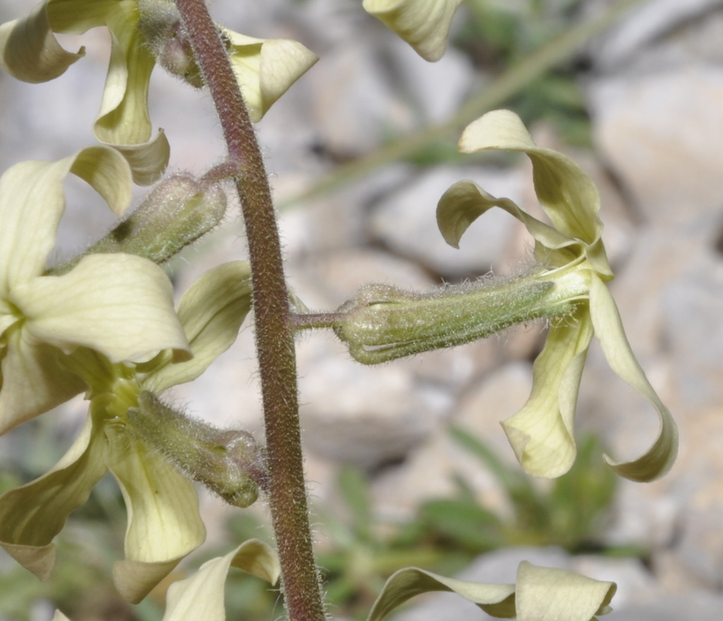 Изображение особи Hesperis laciniata.