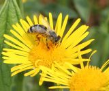 Inula britannica