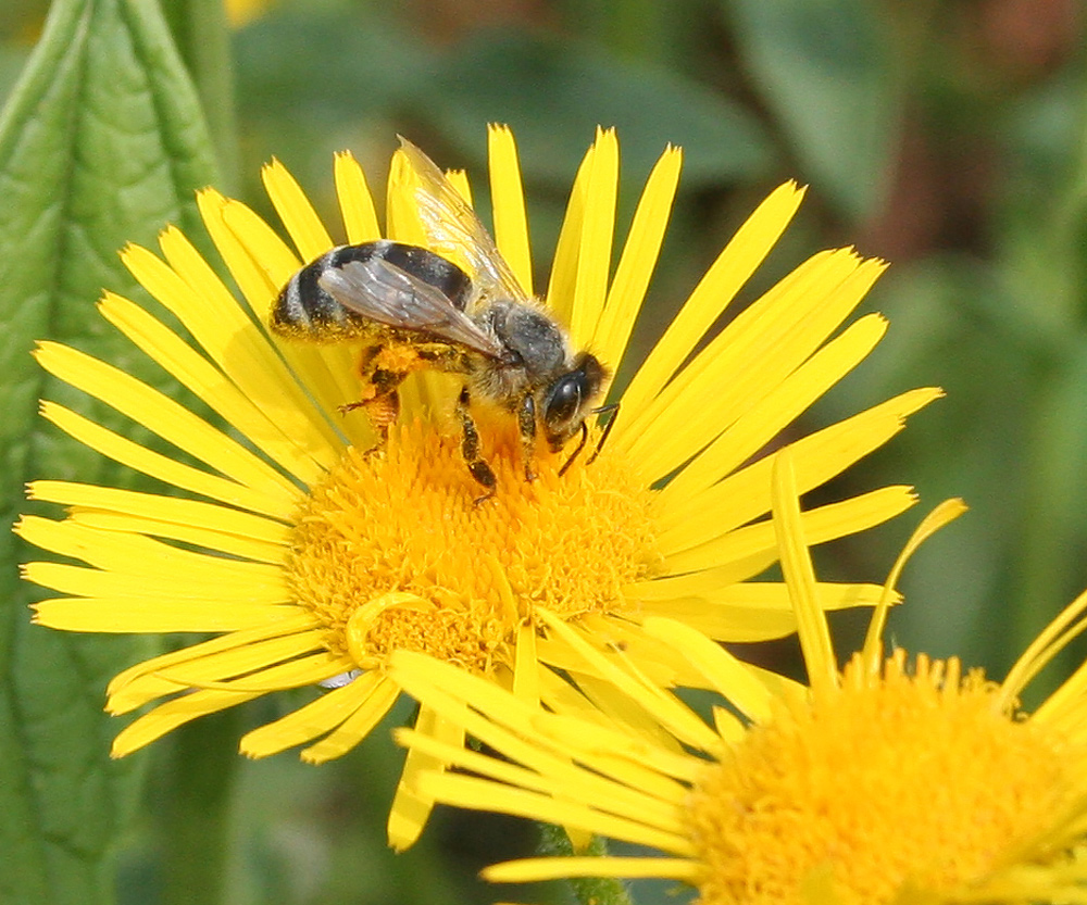 Изображение особи Inula britannica.