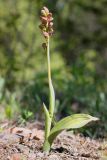 Image of taxon representative. Author is Владислав Костенко