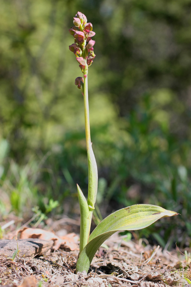 Image of Steveniella satyrioides specimen.