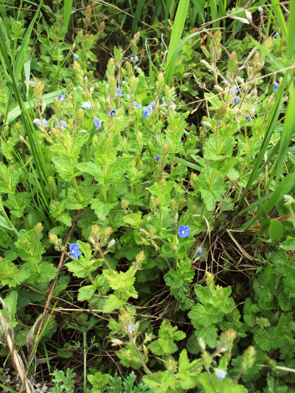 Image of Veronica chamaedrys specimen.