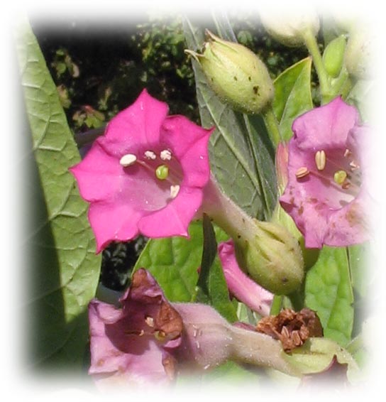 Изображение особи Nicotiana tabacum.