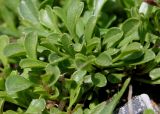 Globularia cordifolia