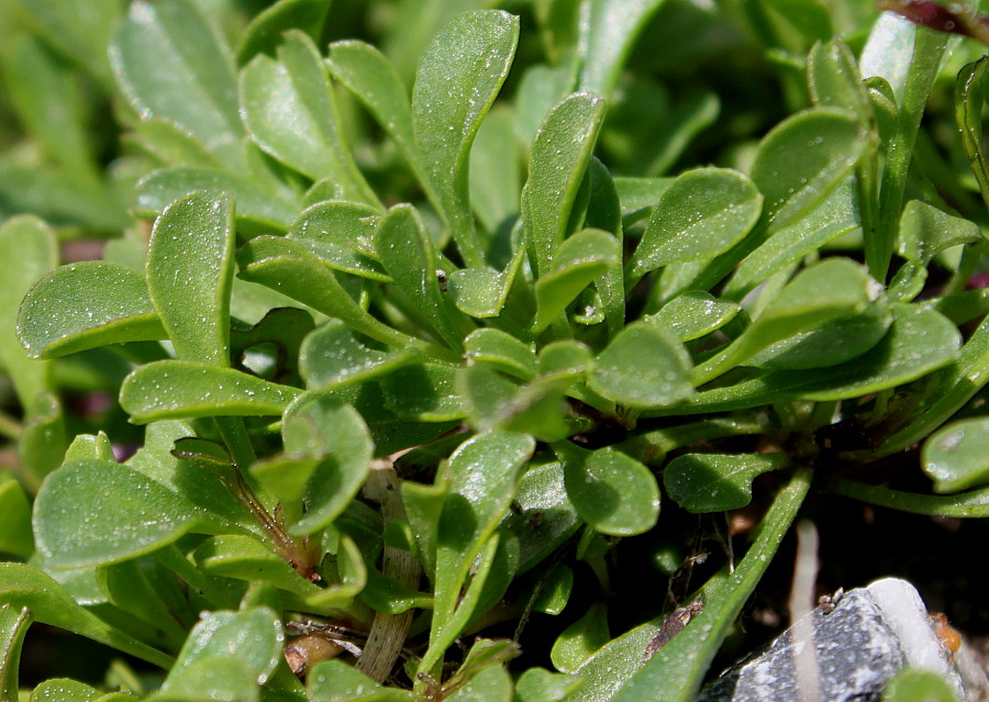 Image of Globularia cordifolia specimen.