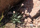 Erigeron amorphoglossus