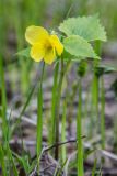 Viola uniflora