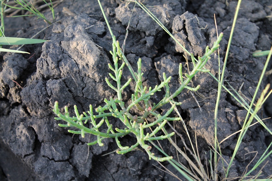 Изображение особи Salicornia perennans.