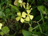 Raphanus raphanistrum