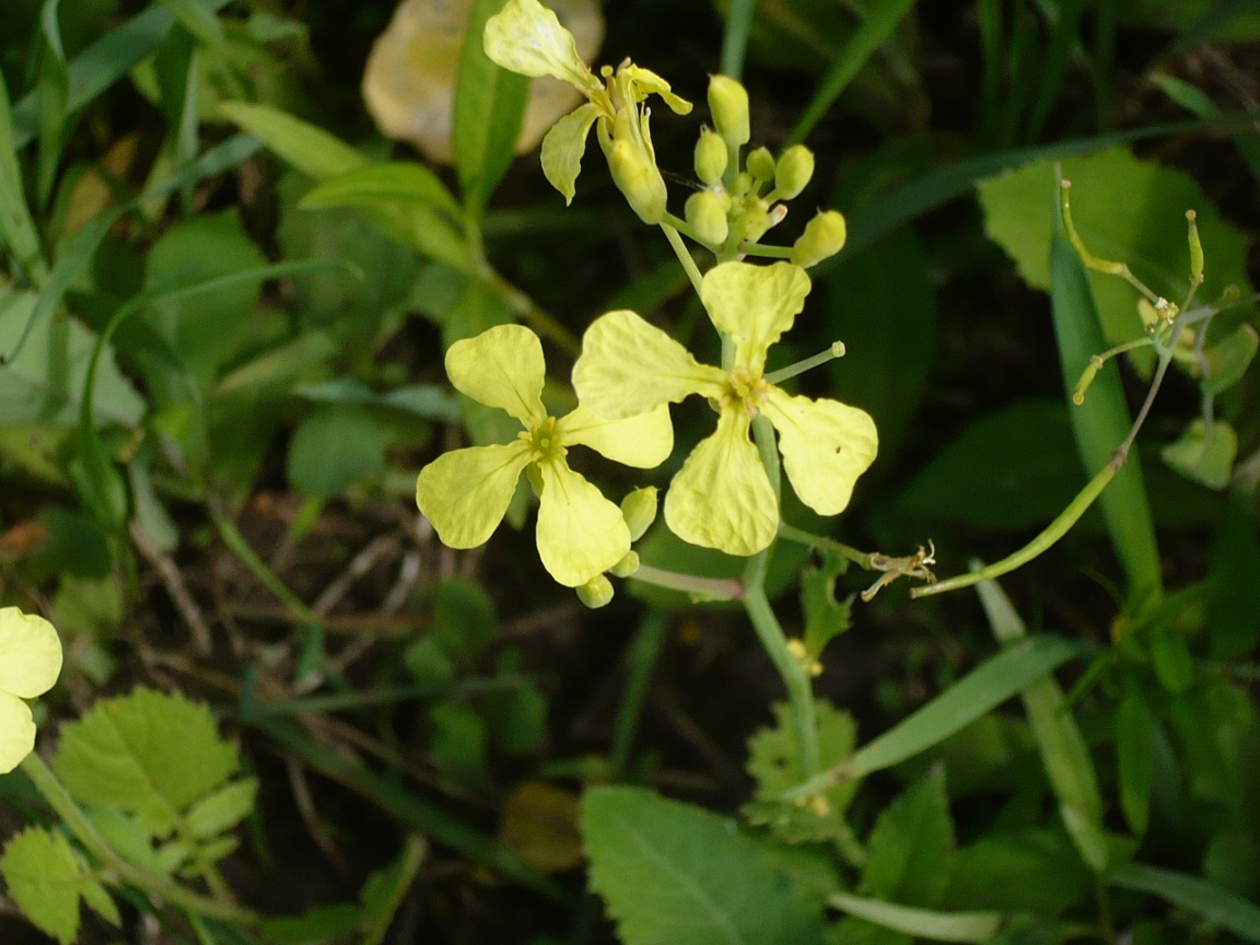 Изображение особи Raphanus raphanistrum.