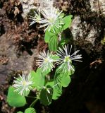 Thalictrum triternatum. Соцветие. Адыгея, Кавказский биосферный заповедник, долина р. Киша, пихтовый лес, 1800 м н.у.м. 02.07.2014.