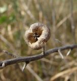 Verbascum blattaria. Сухой вскрывшийся плод. Краснодарский край, Кущёвский р-н, станица Шкуринская, пойма балки Боброва. 16.07.2009.