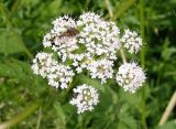 семейство Apiaceae. Соцветие со спаривающимися жуками-усачами (Cerambycidae). Украина, Ивано-Франковская обл., Болеховский горсовет, скалы Довбуша, возле дороги. 08.06.2014.