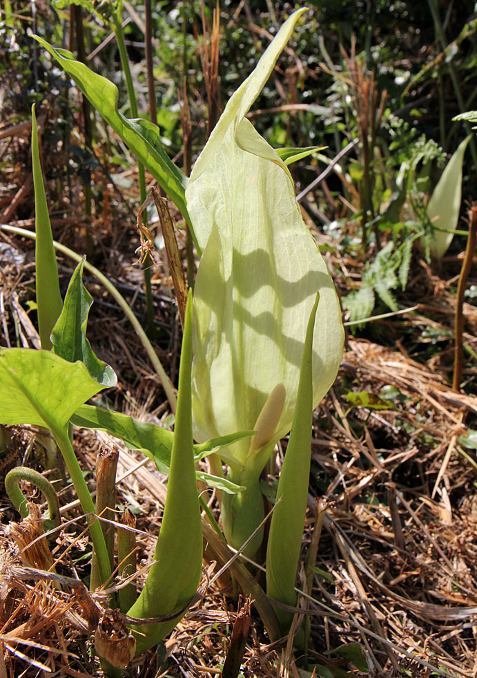 Image of Arum italicum specimen.