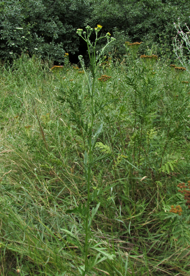 Image of Senecio grandidentatus specimen.