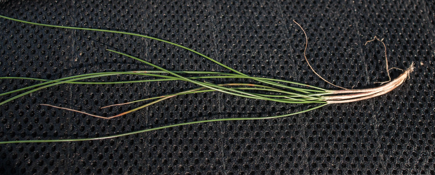 Image of Avenella flexuosa specimen.