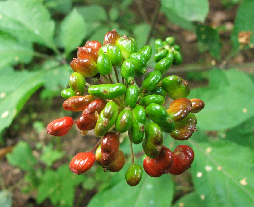 Изображение особи Panax ginseng.