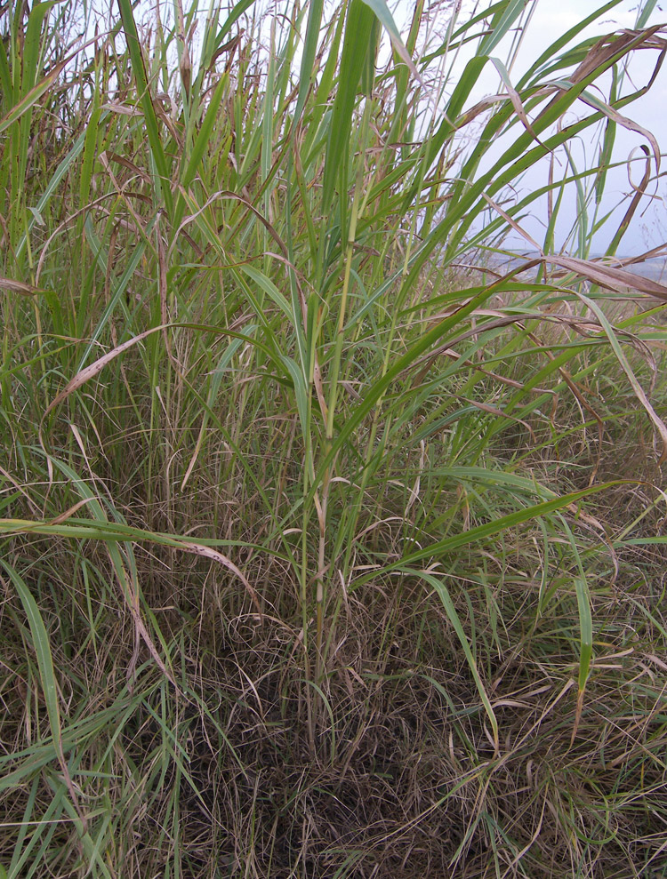 Image of Sorghum halepense specimen.