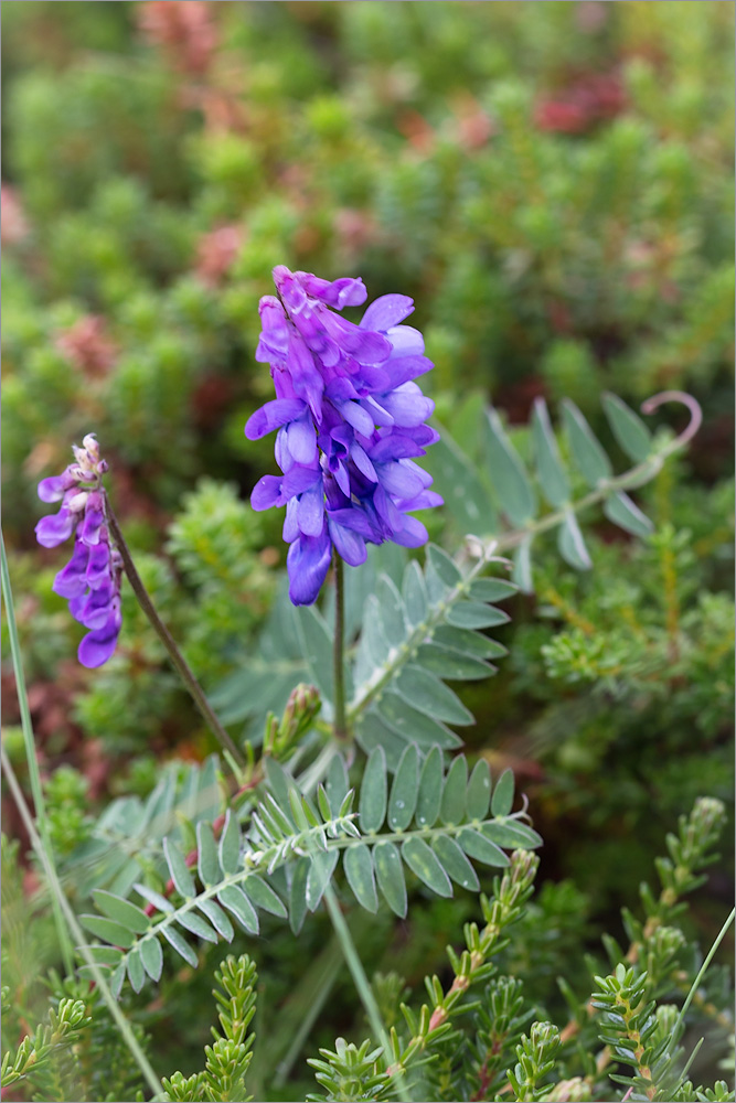 Изображение особи Vicia cracca.