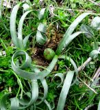 Sternbergia colchiciflora