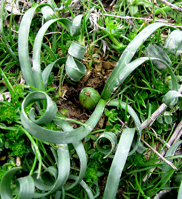 Изображение особи Sternbergia colchiciflora.