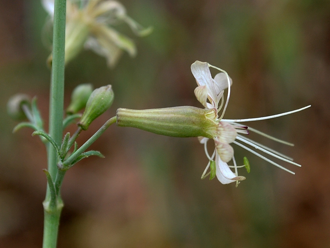 Изображение особи Silene schmalhausenii.