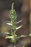 Chenopodium album