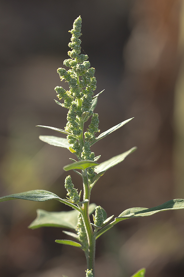 Изображение особи Chenopodium album.