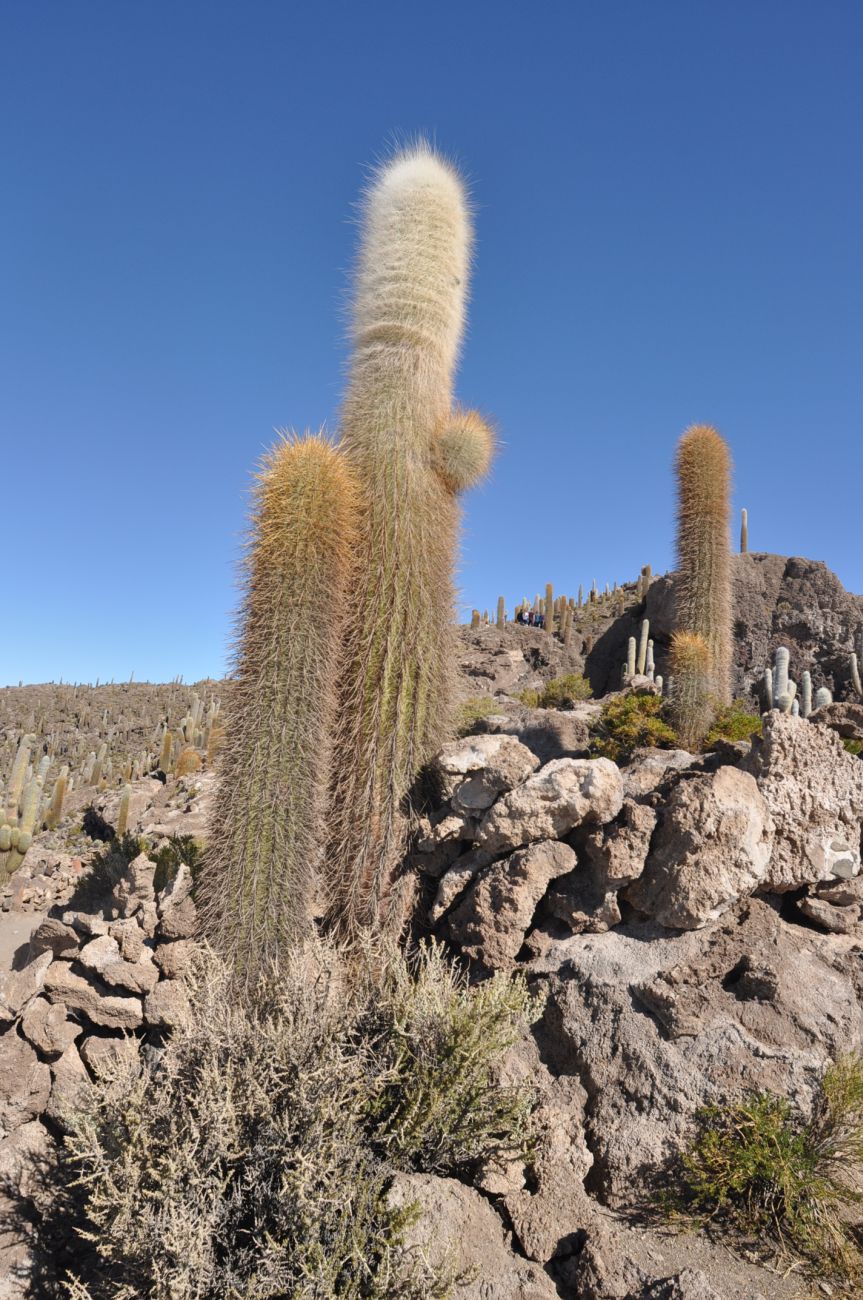 Image of Trichocereus atacamensis specimen.