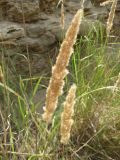 Calamagrostis glomerata