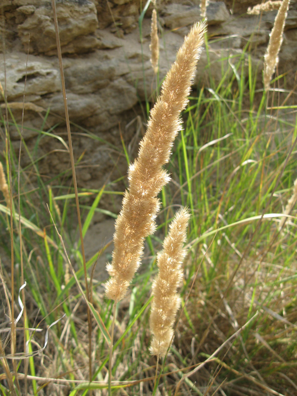 Image of Calamagrostis glomerata specimen.