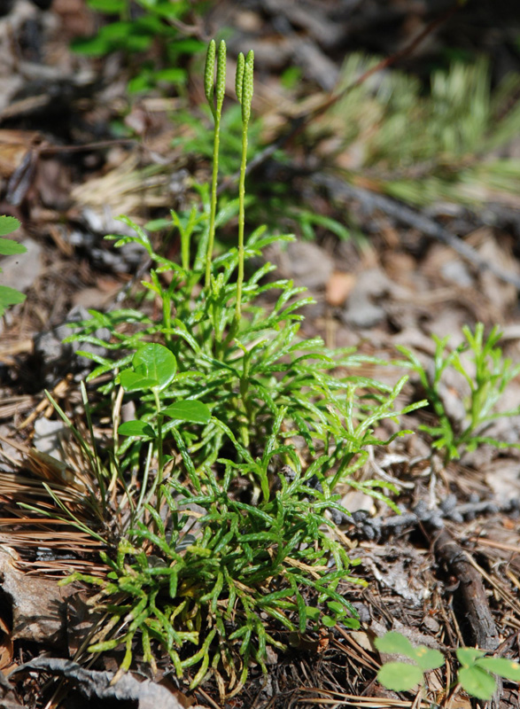 Image of Diphasiastrum complanatum specimen.